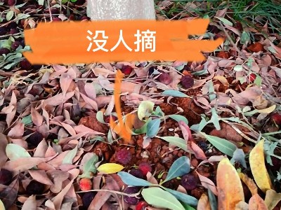 廠里的楊梅熟了，歡迎朋友們來品嘗